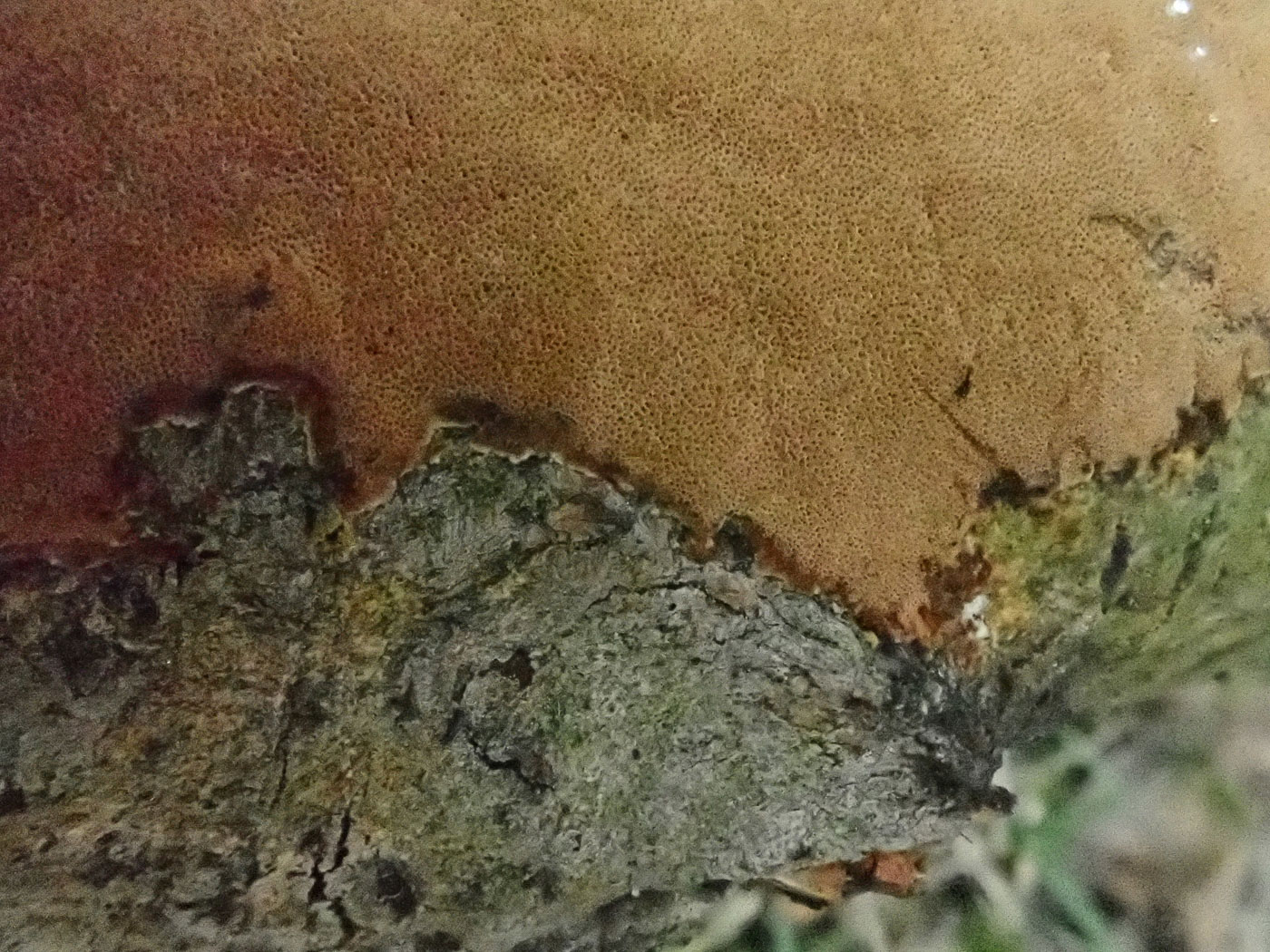 Photo by Penny Cullington Fuscoporia ferrea by Penny Cullington